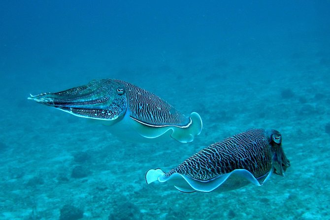 Racha Noi and Racha Yai Dive Trip from Phuket - A small-group Phuket plan that runs like it means it