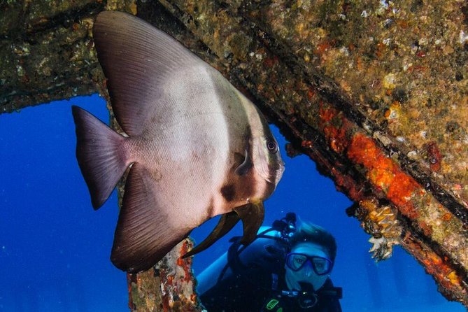 Racha Noi and Racha Yai Dive Trip from Phuket - The rhythm of the reef stops: 2 sessions at Koh Racha Noi, 1 at Koh Racha Yai