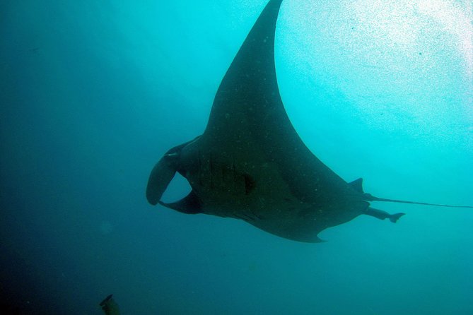 Racha Noi and Racha Yai Dive Trip from Phuket - Stop-by-stop: how the day flows from Phuket to Chalong Pier