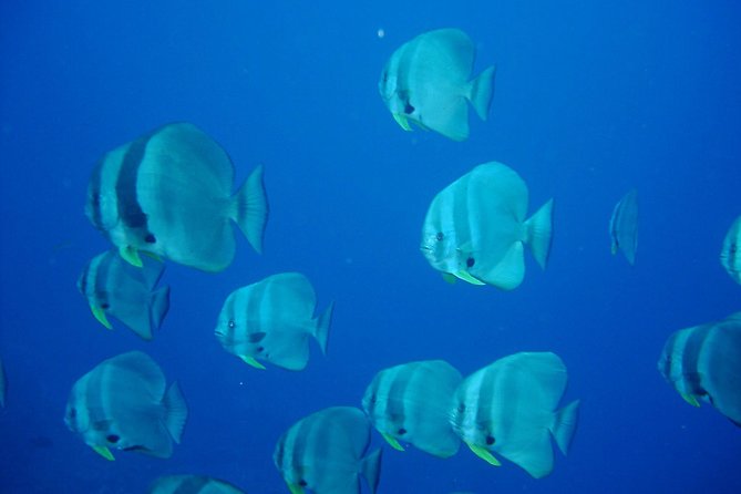 Racha Noi and Racha Yai Dive Trip from Phuket - What you can realistically see: fish activity and occasional bigger sightings