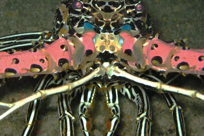 Racha Noi and Racha Yai Dive Trip from Phuket - Non-certified options: snorkeling and shallow discovery sessions