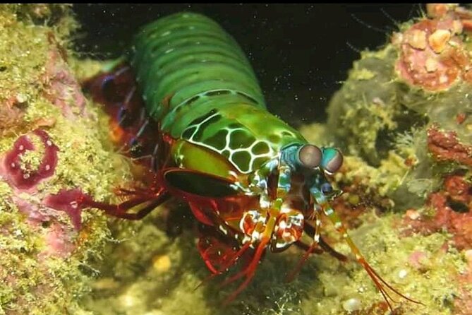 Racha Noi and Racha Yai Dive Trip from Phuket - Price and value: what $103.76 includes, and what it doesn’t