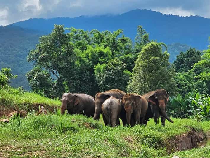 Rantong elephant sanctuary Chiangmai - Key things to know before you go