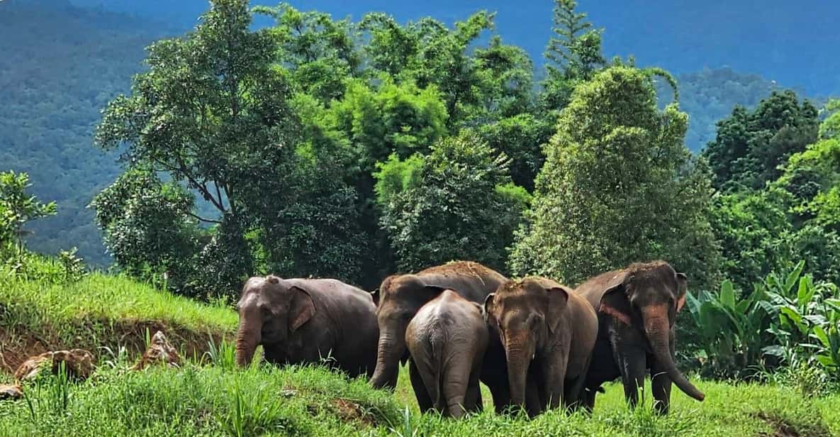 Rantong elephant sanctuary Chiangmai - Who this elephant camp suits best (and who should skip it)