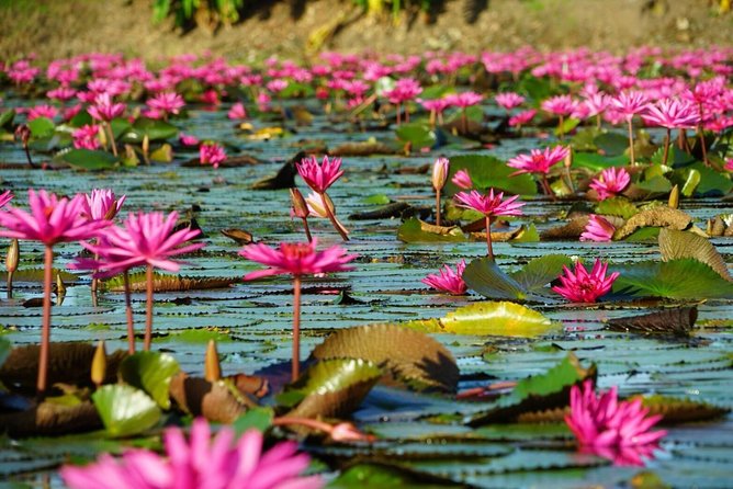 Red Lotus garden market with Thai culture halfday tour - Red Lotus Floating Market: why the scenery is worth the early start