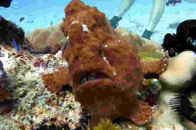 Refresher scuba diving trip, 3 dives at Racha Noi and Racha Yai - Racha Yai: the third, more challenging session—and why it’s worth it