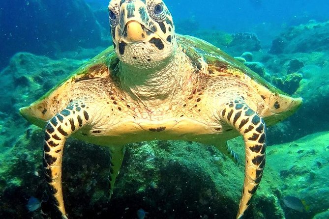 Refresher scuba diving trip, 3 dives at Racha Noi and Racha Yai - What you may see: fish, cephalopods, and the occasional turtle