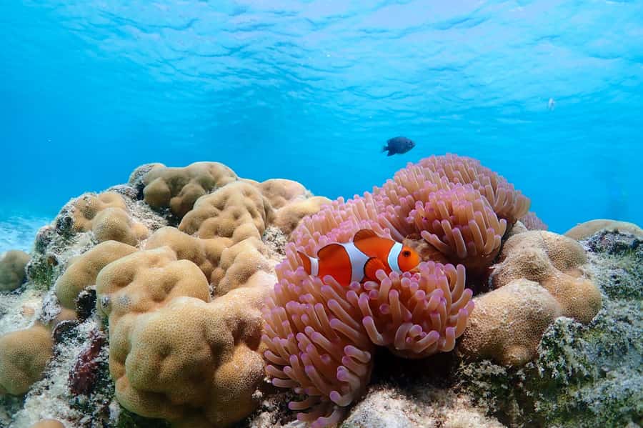 Samaesarn : Finding Nemo Snorkeling Tour Private speedboat - Private Samaesarn Speedboat: Why This Snorkel Trip Feels Effortless