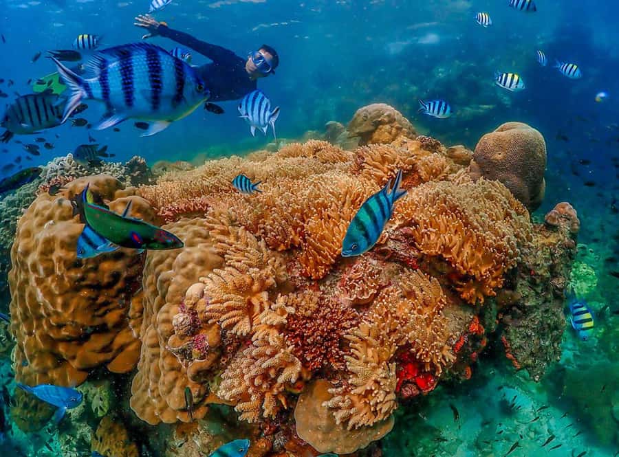 Samaesarn : Finding Nemo Snorkeling Tour Private speedboat - Who This Trip Fits Best (and Who Might Want Something Else)