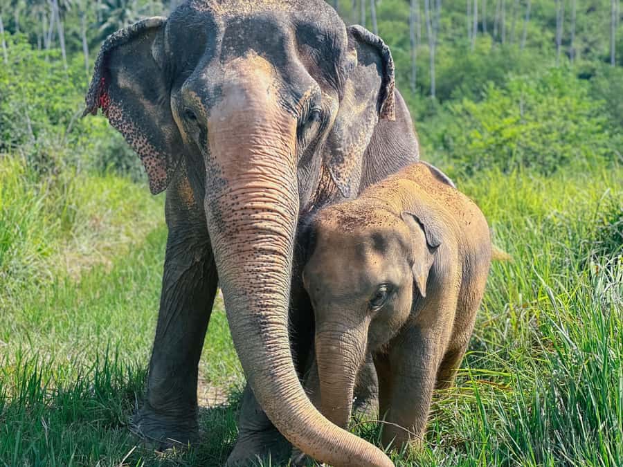 Samui: Elephant Home Sanctuary & the first elephant musuem - Timing and getting your day right on Samui