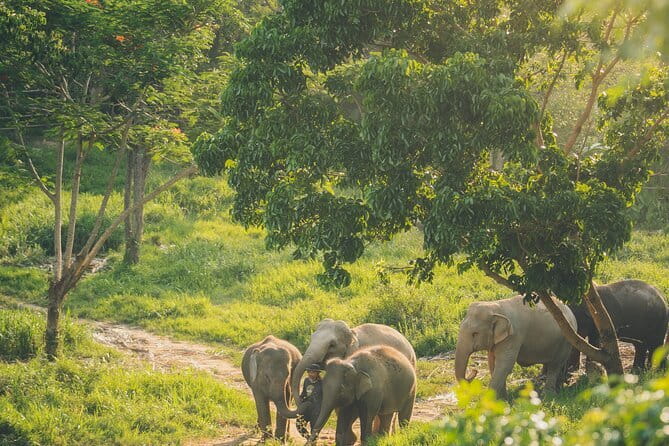 Samui Elephant Kingdom Ethical Sanctuary and Skywalk Tour - What Makes This Sanctuary Feel Ethical (and Where You Should Watch Closely)