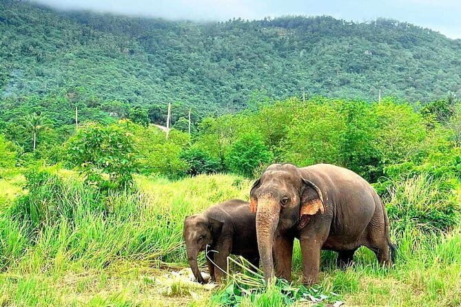 Samui Elephant Kingdom Ethical Sanctuary and Skywalk Tour - Price and Value: What $97.79 Buys You on Koh Samui