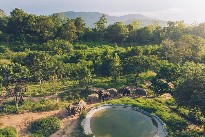 Samui Elephant Kingdom Ethical Sanctuary and Skywalk Tour - Getting There: Pickup, Time on Site, and the 30-Person Cap