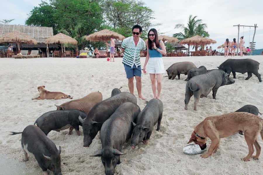 Samui: Pig Island Private Luxury Longtail Boat Tour - Pig Island: where the pigs actually swim and you get real downtime