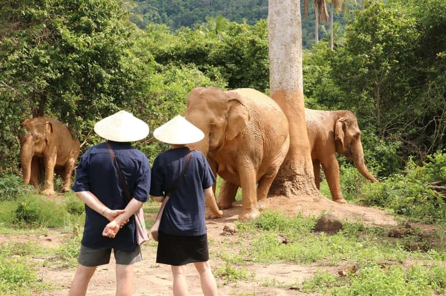 Samui:Elephant Jungle experience & The First Elephant Museum - Key things to know before you go