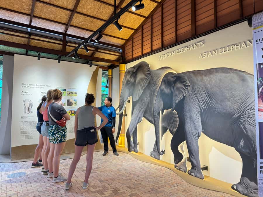Samui:Elephant Jungle experience & The First Elephant Museum - First Elephant Museum: Thai Elephant Heritage, Explained Clearly