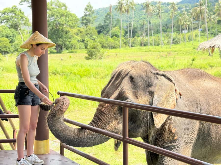 Samui:Elephant Jungle experience & The First Elephant Museum - Jungle Walk: Watching Elephants Roam Free, Not Perform