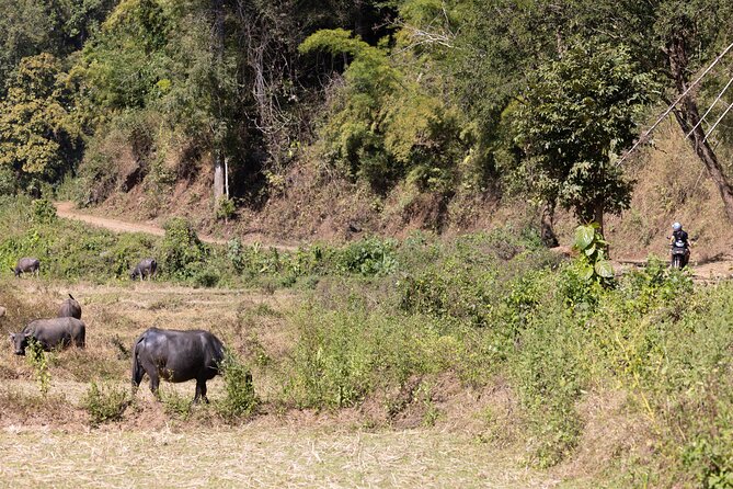 Scooter Adventure with elephants, views and FUN drive yourself - Elephant Fun Farm Chiangmai Thailand: Up Close, With Choices