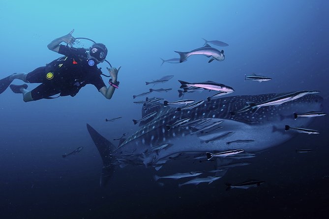 Scuba Dive in Koh Lanta, Thailand - Key things that make this Koh Lanta scuba day worth your time