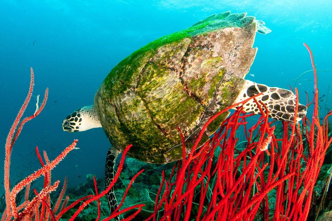 Scuba Diving Day Trip at Koh Chang – 2 Dives - Small-group reality: up to 4 people is not a marketing line
