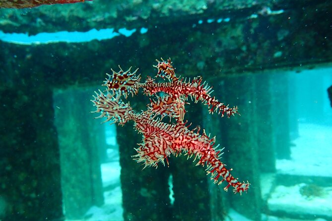 Scuba Diving Daytrip to Racha Yai - Breakfast, lunch, coffee, and the rhythm of the day