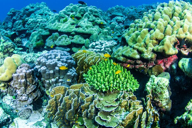 Scuba Diving Daytrip to Racha Yai - Your day on the Sea Bees boat: space, showers, and a no-stress flow