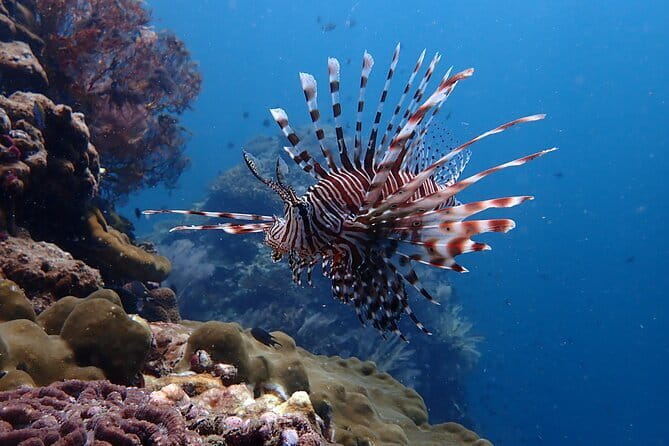 Scuba Diving for Certified Divers from Koh Yao Yai - What’s included: gear, water, soft drinks, and fruit