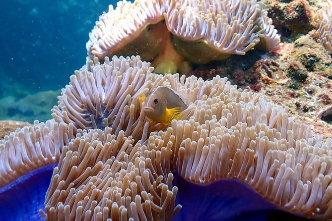 Scuba Diving for Certified Divers from Koh Yao Yai - Before you go in: fitting, paperwork, and the pace of a PADI day