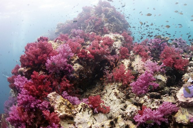 Scuba Diving in Phuket – Full-Day Trip (3 Dives, All Included) - Your gear is handled: what’s included (and what that changes)