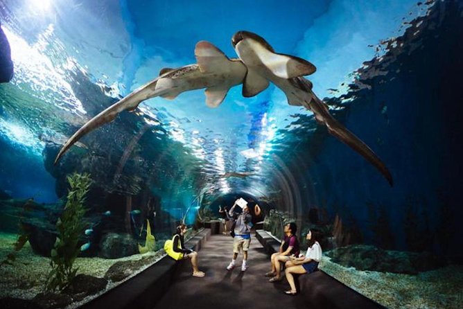 SEA LIFE Ocean World at Bangkok Admission Ticket - Walking into an underwater world under Siam Paragon