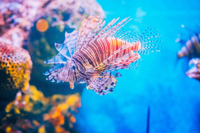SEA LIFE Ocean World at Bangkok Admission Ticket - Tickets: mobile entry and a key caution