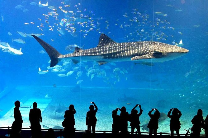 SEA LIFE Ocean World at Bangkok Admission Ticket - Who this is best for (and who may want something else)
