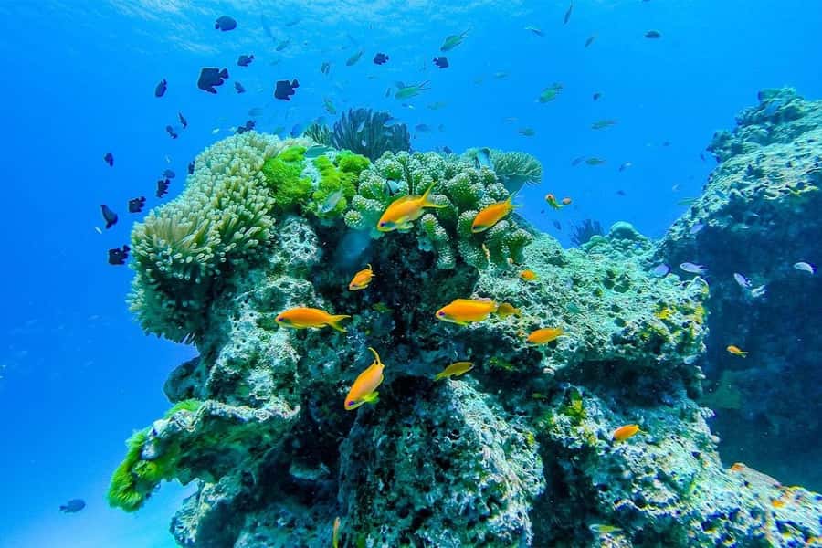 Similan Island Snorkeling Crystal Waters & Marine Life - The Crowds Factor: When the Reef Isn’t the Only Thing in View