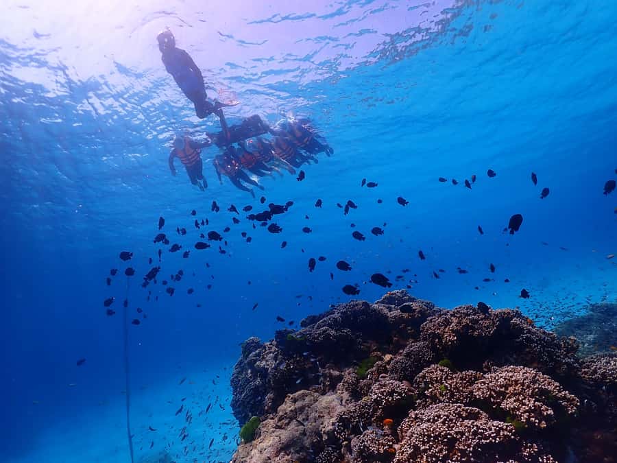 Similan Island Snorkeling Crystal Waters & Marine Life - Koh Miang (Island No. 4): Lunch, Beach Strolls, and a Break From the Swell