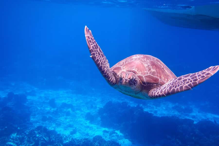 Similan Island Snorkeling Crystal Waters & Marine Life - Similan Islands Time, Swimming, and Sail Rock Photos