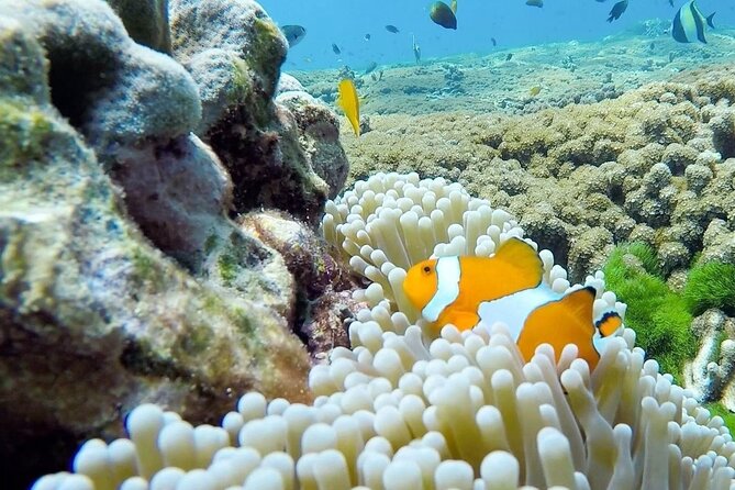 Similan Islands Day Tour from Phuket and Khaolak - Weather and safety: when the plan changes, and when it doesn’t