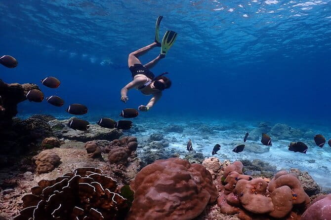 Similan Islands Day Trip from Phuket by Speedboat - Key Points to Know Before You Go