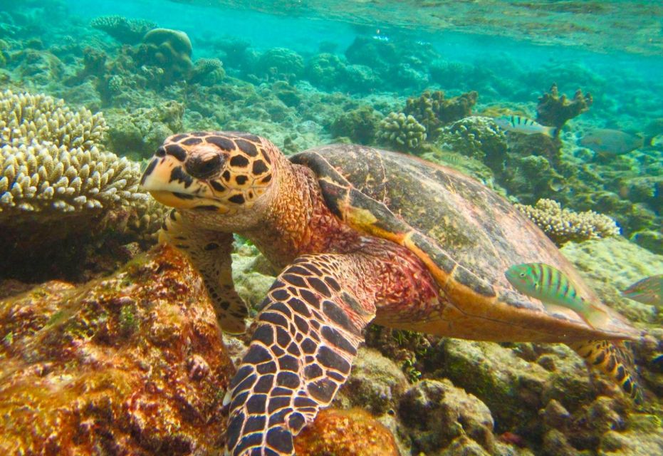 Similan Islands Early-Bird Tour From Phuket and Khao Lak! - Donald Duck Bay and the Sail Rock viewpoint hike