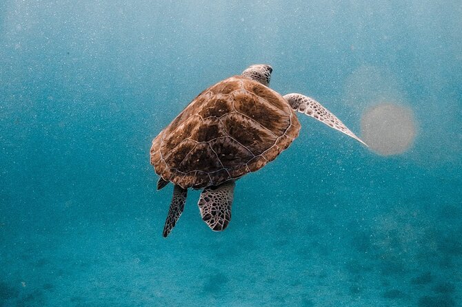 Similan Islands Luxury Catamaran Day Tour (Phuket / Khao Lak) - Snorkeling near Islands No. 9 and No. 7 (and why conditions matter)