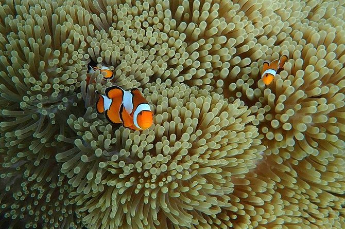Similan Islands Snorkeling Day Trip By Love Andaman From Khao Lak - Gear, comfort, and safety: what you should plan for