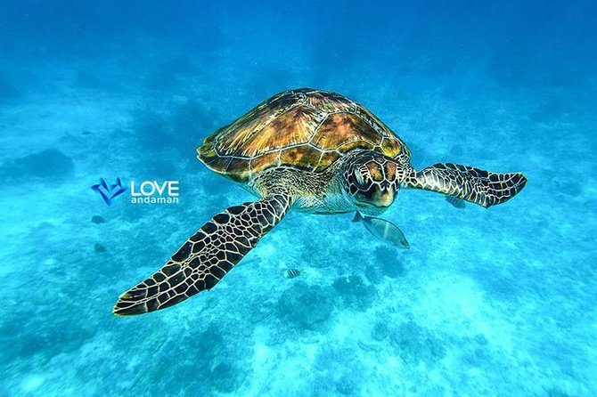 Similan Islands Snorkeling Day Trip By Love Andaman From Khao Lak - Price and logistics: what you are really paying for