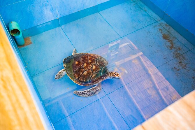 Similan Islands Snorkeling Tour By Speed Catamaran From Khao Lak - Ko Similan and the Beach Moment You’ll Appreciate