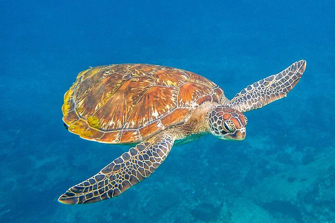 Similan Islands Snorkeling VIP Tour From Phuket - Bangu Island and Similan (Koh 8): your main swimming and beach time