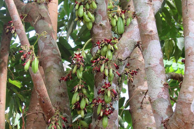 Small-Group Full-Day Khao Sok Nature Tour From Khao Lak - Who should book this tour (and who should skip it)