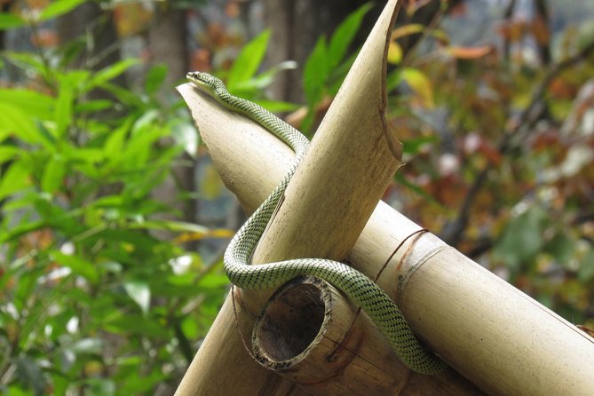Small-Group Full-Day Khao Sok Nature Tour From Khao Lak - Jungle trekking in Khao Sok National Park: the part you should plan for