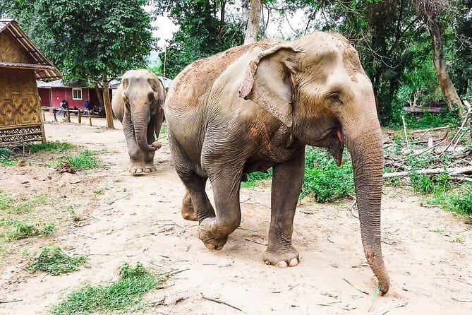 Small Group: Kanchanaburi Death Railway, Erawan Waterfall and Elephant - From Bangkok to Kanchanaburi: early start in a small group