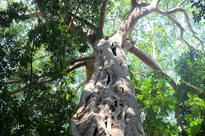 Small Group : Trekking Trip in Chiang Mai (Doi Suthep Area) with Market Tour - What Small-Group Pace Really Means on This Day