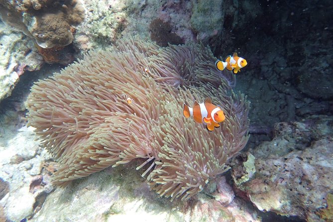 Snorkel Adventure Sea Tour to Koh Rok and Koh Haa from Koh Lanta - Koh Rok National Park: where the big snorkeling time happens