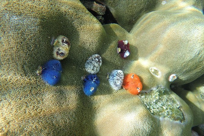 Snorkel Adventure Sea Tour to Koh Rok and Koh Haa from Koh Lanta - What’s included vs what costs extra (and how to judge the value)