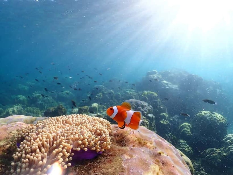 Snorkel & Chill: Nemo Island Trip from Pattaya - What to bring and how to make the day comfortable